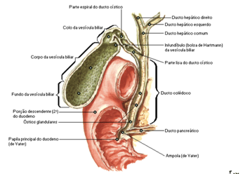 Pedra na Vesícula Biliar – O que comer?  Cirurgia de Hérnia e Vesícula  Biliar em Curitiba